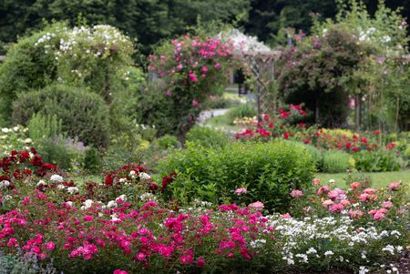 Rosenspaliere im Kurpark